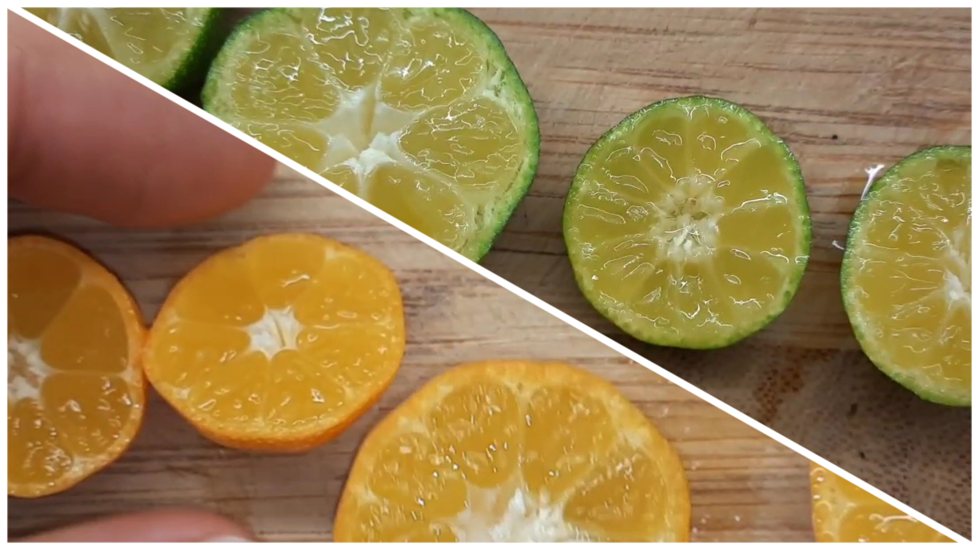 Цитрус Шикуваса. Дегустация первого плодоношения.