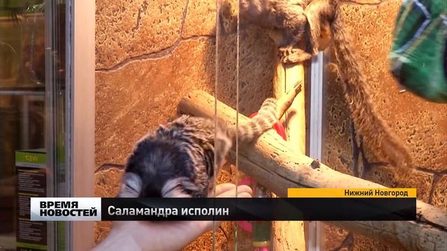 Исполинскую саламандру привезли в Нижний Новгород смотреть онлайн