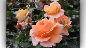Sangerhauser Jubilaumsrose Rose Kordes, Floribunda