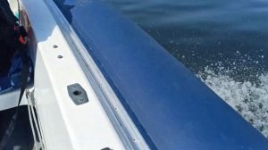 кайман 300 с булями