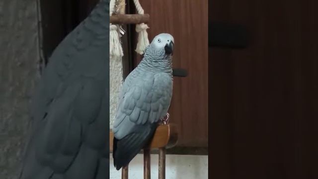 Скучаю песни про козла спиваю...