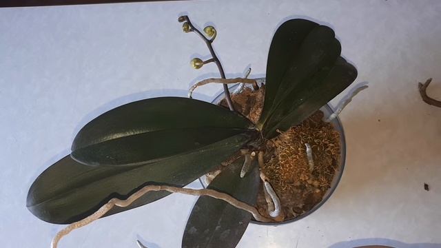 Неблагодарная ОРХИДЕЯ, что делать с такими ОРХИДЕЯМИ ? смотреть онлайн