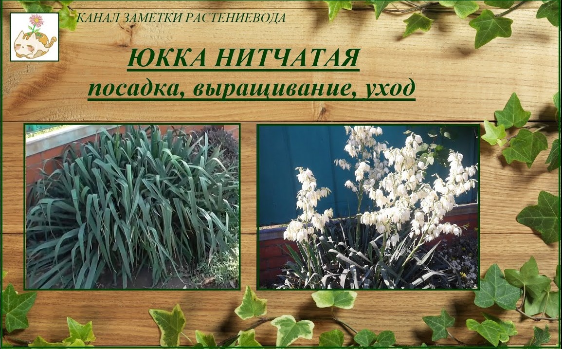 Юкка нитчатая садовая выращивание, уход смотреть онлайн