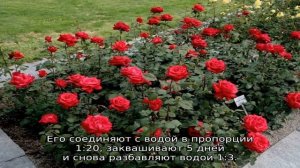 Роза Гранд Аморе