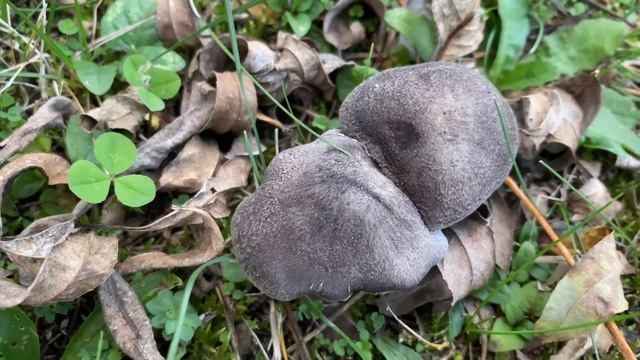 Tricholoma terreum (Рядовка землисто-серая), November 2, 2020 смотреть онлайн