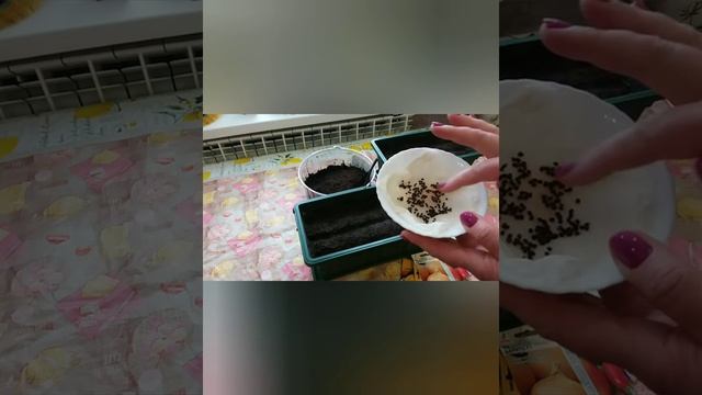 ПРАВИЛА посева крупного,сочного,сладкого лука ЭКСИБИШЕН. смотреть онлайн