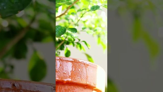 Мурайя дерево японских императоров. #shorts #flower #мурайя # #spring смотреть онлайн