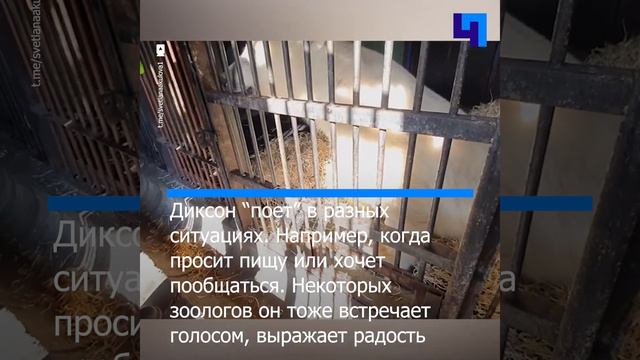 Спасенный белый медведь Диксон показал свой музыкальный талант в Московском зоопарке смотреть онлайн