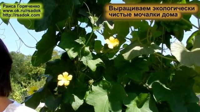Выращиваем экологически чистые мочалки дома смотреть онлайн