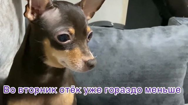 Тёмкины приключения или флюс смотреть онлайн