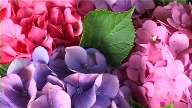 Forever & Ever Hortensia Beskæringsrådet (DK)