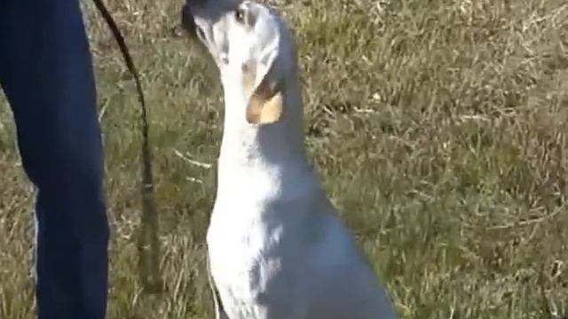 AKC Senior Hunt Test - LRRC - "Belle's" 1st Test 10-13-12 смотреть онлайн