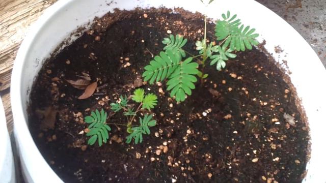 Mimosa Pudica Demonstration, Hostilis Seedlings