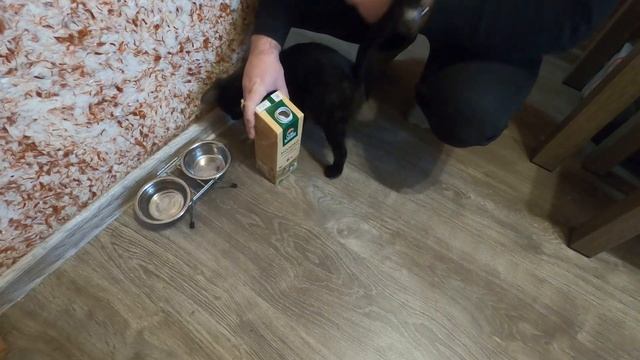 Бездомный котенок и кошка Пытаемся подружить смотреть онлайн
