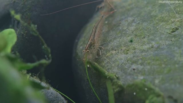 Aquarium von Algen befreien! | AquaOwner смотреть онлайн