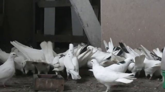 Мягкий корм для голубей! #pigeons #tauben