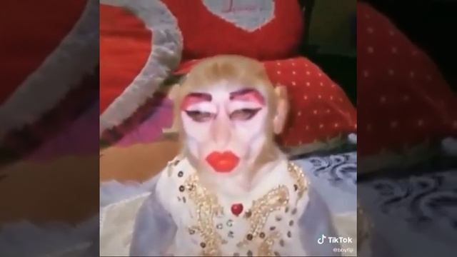 Monkey in Make-up and dress / Animal Testing | Stan Twitter | Tiktok смотреть онлайн
