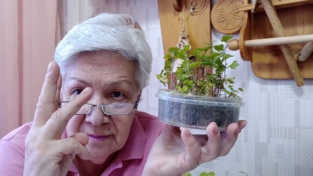 863. Секрет корневого сельдерея. Напоминалочка.