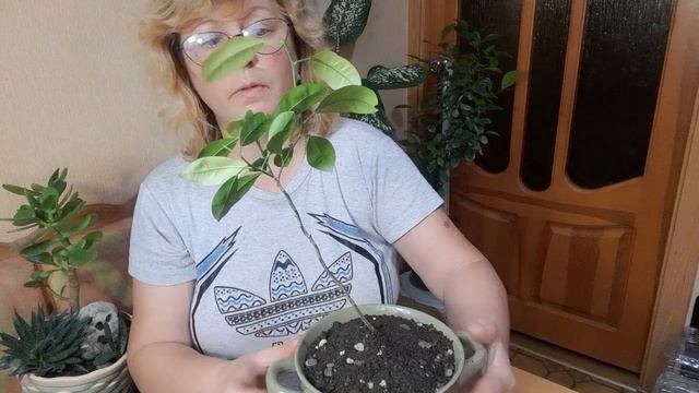 Бонсай из лимона, часть 1. смотреть онлайн