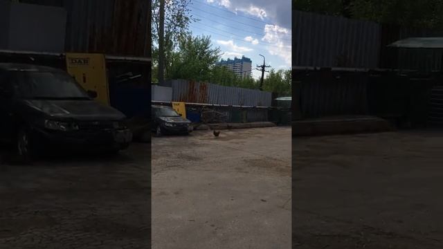 Куры белые смотреть онлайн