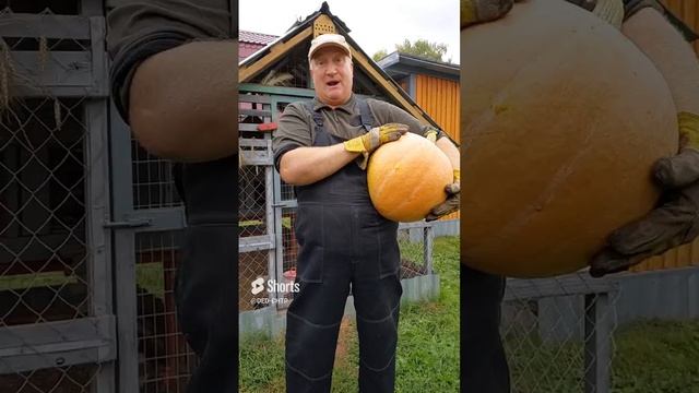 УНИКАЛЬНАЯ ТЫКВА ДЛЯ КУР! смотреть онлайн