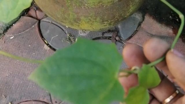 Thunbergia grandiflora, White sky vine flower | vijilekshmitrivandrum смотреть онлайн