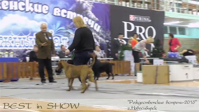 Выставка собак. Dog Show. Best In Show