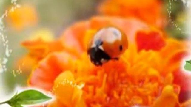 Цветы смотреть онлайн