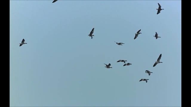 Гусь.Полёт стаи. Дикого гуся. И посадка на воду. Красивейшее видео. смотреть онлайн