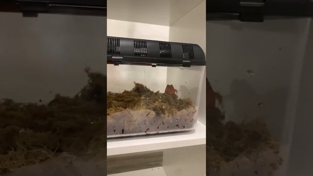 Новый домашний питомец!!!￼ Лягушка помидорка?￼ смотреть онлайн