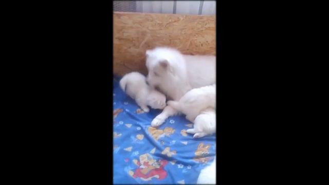 Мама и щенки самоеда смотреть онлайн