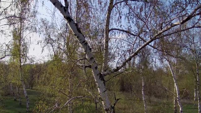 Березы в 4к 2160р 60fps. Весенние березки. Цветение березы. Сережки на березах. Релакс-видео. смотреть онлайн