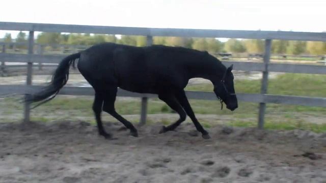 РАТМИР русский верховой жеребец. Russian stallion RATMIR смотреть онлайн