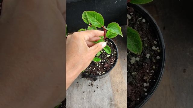 Гортензия "Framboisine" (Самарская Лидия). Обрезаем и черенкуем. смотреть онлайн