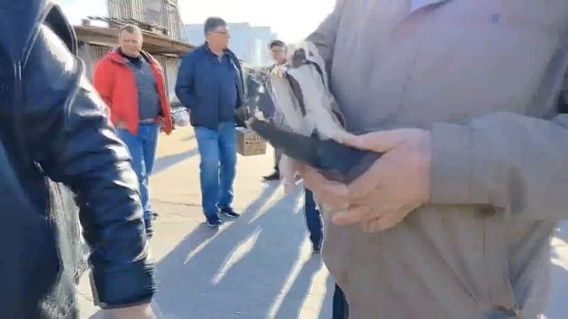 Ярмарка голубей г.Тула 22.04.23 смотреть онлайн