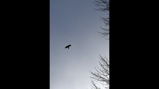 Звуки леса. смотреть онлайн