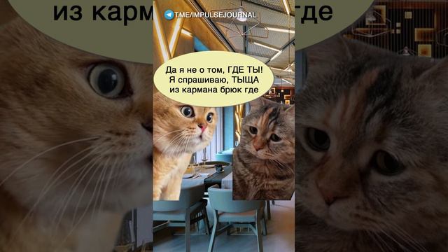 Ты ща где #мем #мыкотики #приколы #юмор #разговор #анекдот #шутки #котики смотреть онлайн