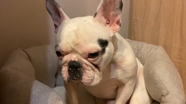 За что собаке стыдно? | Сожрал тапки смотреть онлайн