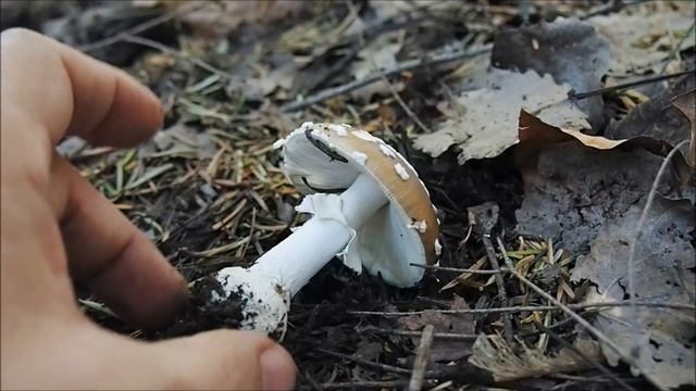 Poznajemy grzyby - muchomor plamisty - Amanita pantherina смотреть онлайн
