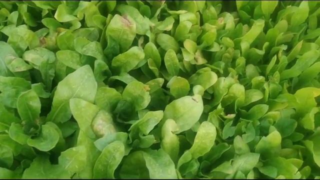 Календула - самый эффективный и дешёвый сидерат ?