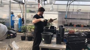 Гравий или торф? Пересаживаем Гастерии и сравниваем корневую систему развившуюся в разных субстрата