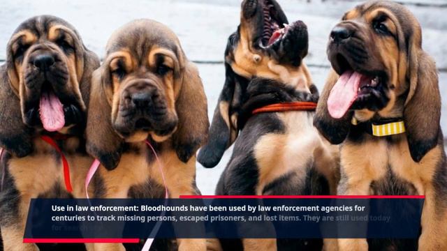 5 Surprising Facts About Bloodhound You Didn't Know смотреть онлайн