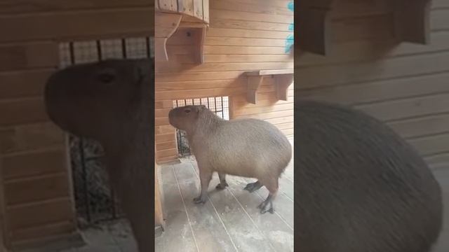 Капибара появилась в барнаульском зоопарке смотреть онлайн