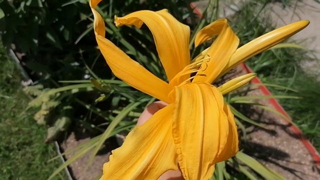 Лилейник спайдер сорта Киндли Лайт (Kindly Light) и Тиггер (Tigger). Лето 2022 смотреть онлайн