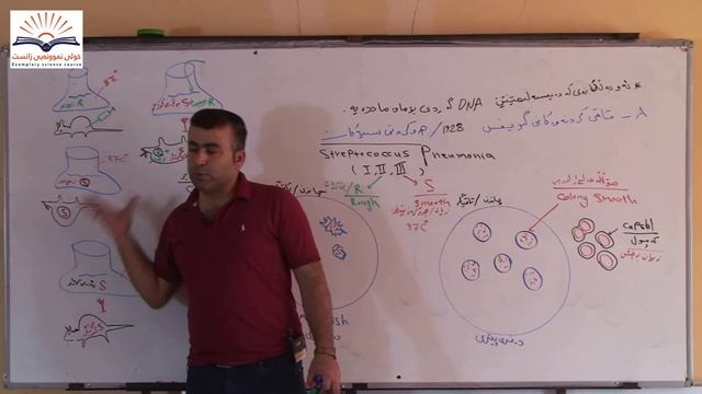 لاپەڕە 142-145زیندەزانی پۆلی دوانزە12.ماموستا غالبDNA,RNA کەرتی 1-8 دۆزینەوەی смотреть онлайн