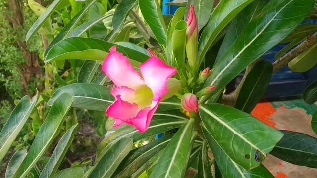 Adinium flower blooming Time-lapse | Flower Time-lapse in my garden | Time leaves in my garden смотреть онлайн