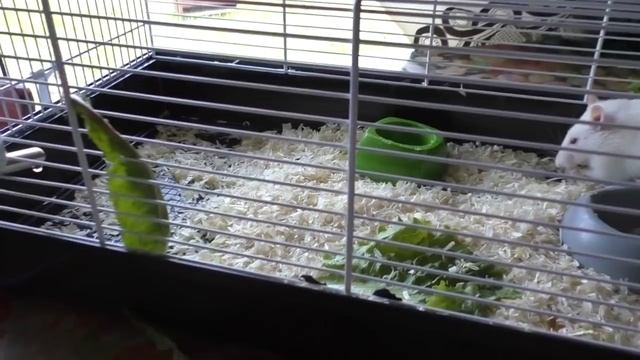 Рацион декоративной крысы. Чем кормить крысу? смотреть онлайн