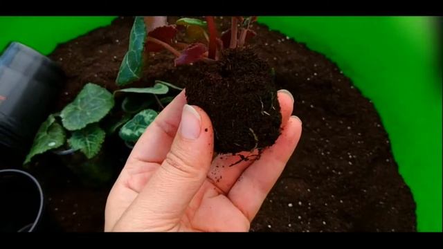 Цикламен (Cyclamen)Нюансы першої перевалки. смотреть онлайн