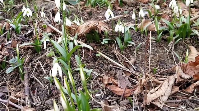 В Сочи есть ПОДСНЕЖНИКОВЫЙ МЁД ? | Жизнь в Адлере смотреть онлайн