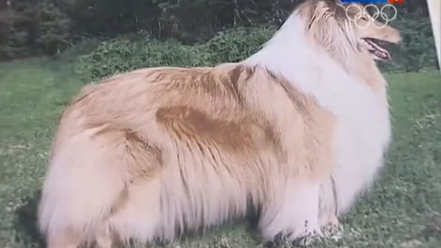 Спокойной ночи Малыши Филя и Степашка Крышки Мультики для детей смотреть онлайн